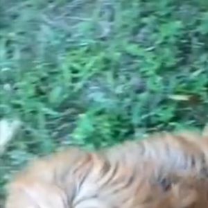 Meet your Posher, Rose